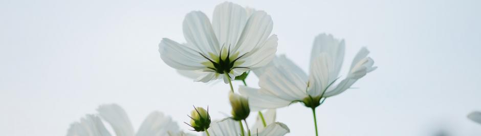 white flowers